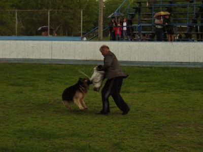 немецкая овчарка
