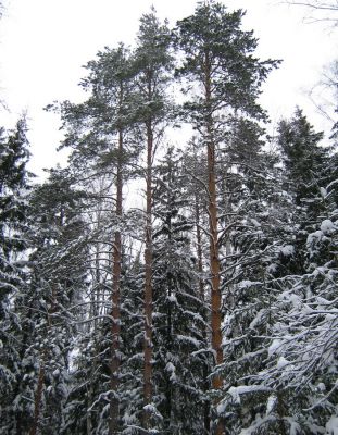 В лес на лыжах
В самом деле красота неописуемая
