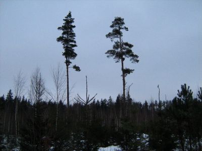 Две сосенки сестрицы по дороге
