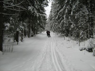 В лес на лыжах
Лыжня к чуркиной поляне
